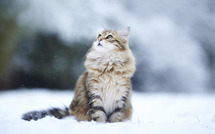18. Majestic in the snow