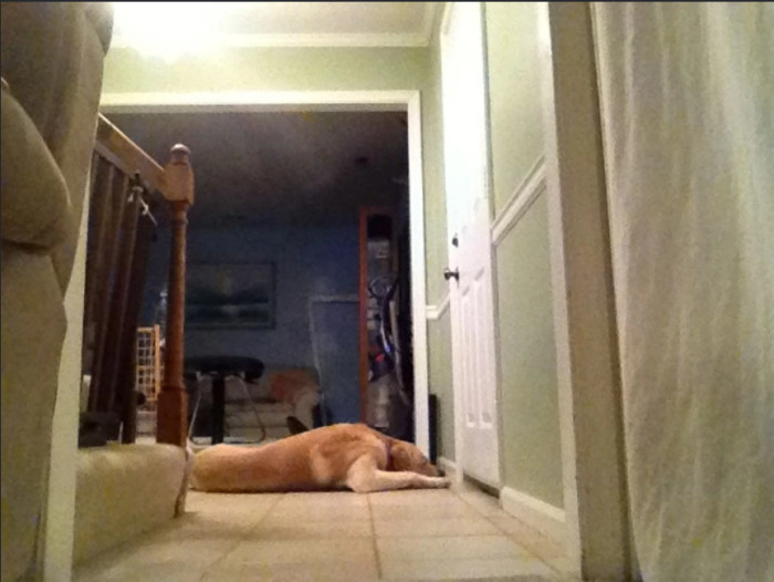14. This is how this pooch waits for his master to return home from the hospital.
