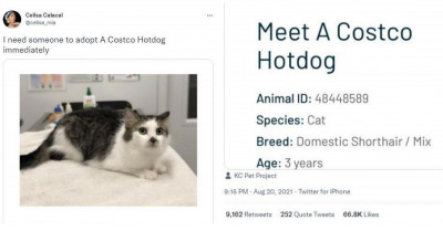 19 Super Cute Cat Tweets That Prove Life With Cats Is A Crazy Rollercoaster