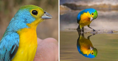 Canvassed in an Electric Technicolor Dreamsuit of Color Is a Bird with Interesting Characteristics