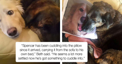 Brokenhearted Dog Keeps Hugging Pillow With A Portrait Of His Brother Who Passed Away