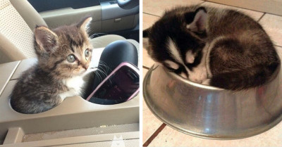 21 Funny Photos Of Pets Acting Odd Spread A Much-Needed Daily Dose Of Positive Energy