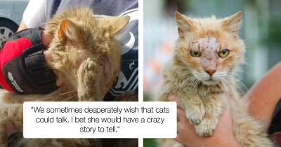 Abandoned Cat Makes Miraculous Recovery Thanks to Dedicated Rescue Workers