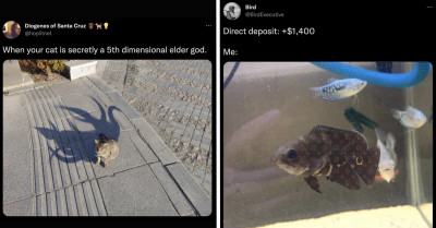 13 Entertaining Animal Tweets Lately That Everyone Should See Because They Are Very Important