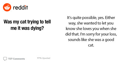 Reddit User Felt As If Their Cat Warned Them About Her Death, But Is Unsure Whether That Could Be Possible