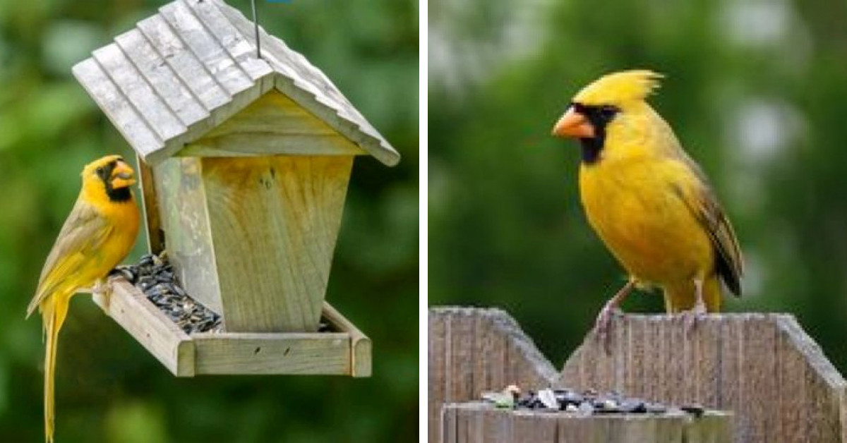 The Bright Yellow Cardinal Is Quite Literally One In A Million