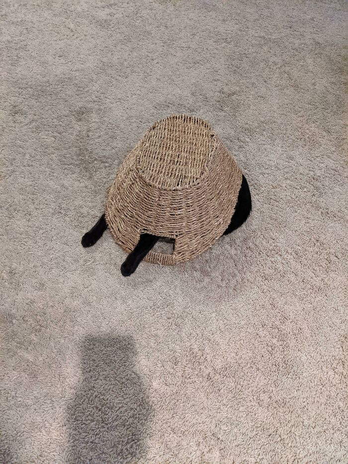 26. Ever seen a turtle-cat?