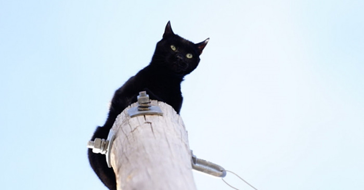 After This Cat Spent Days On Top Of A Light Pole, The Whole Community Rallied To Save It