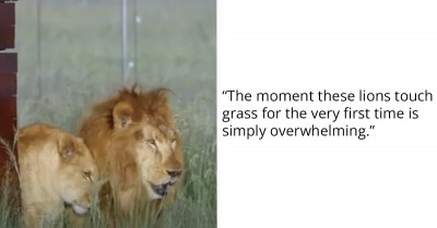 Two Former Circus Lions Feel Real Grass For The Very First Time, And Their Reaction Will Melt Your Heart