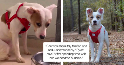 Sad Shelter Dog Gets Adopted, And Her Happiness Is Simply Heartwarming