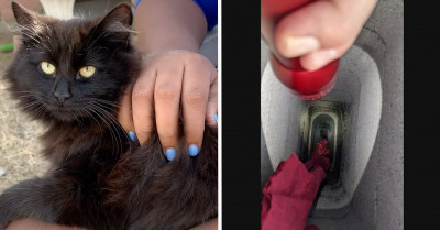 A Kitten Was Named 'Chimney Kitty' After Falling Down and Getting Stuck in a Chimney
