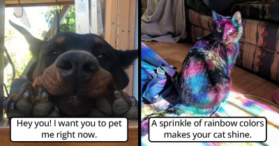 21 Times People Shared Pictures Of Their Majestic Pets, Which Will Leave You Grinning From Ear To Ear