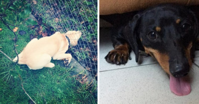 These 12 Dogs Are Awfully Cute, But Not Exactly the Sharpest Knives in the Drawer
