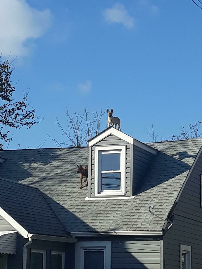 45. I heard a dog barking but couldn't see it. And then, I looked up