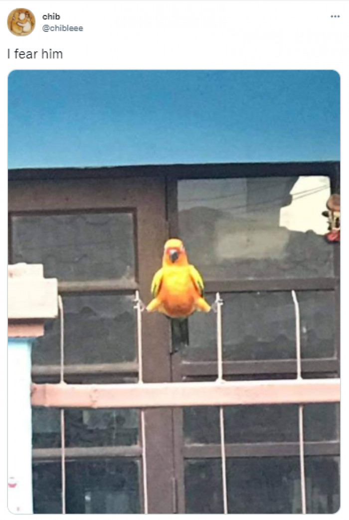 17. Jean-Claude Van Damme, bird edition.