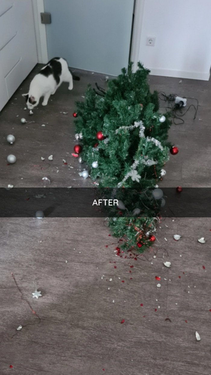 Cat sitting amid scattered holiday decorations, playful but destructive aftermath visible