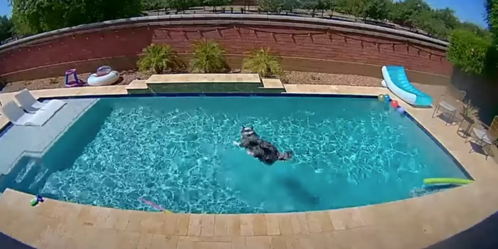 Here is Hamilton in the pool