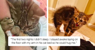 Abandoned Kitten on the Brink of Death Becomes a Symbol of Love for His Rescuer