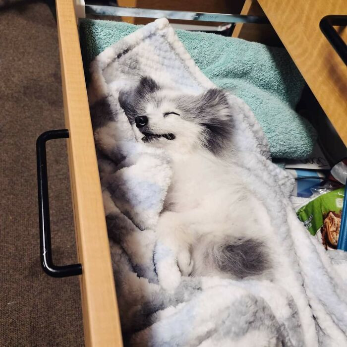 If it’s cozy, then it’s going to work. Like this pomeranian that decided to take a power nap in some drawers