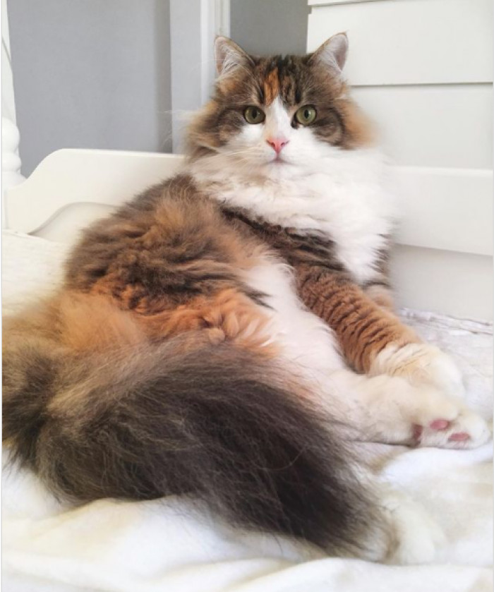 16. Moggsy has a long tail that can wrap around you