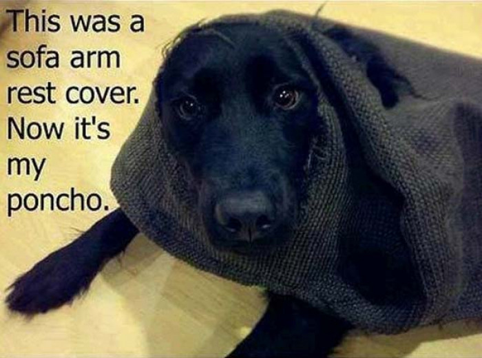 9. Got a new poncho
