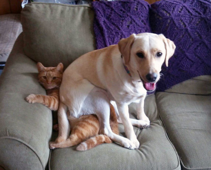 1. The cat looks like he doesn't mind being a cushion