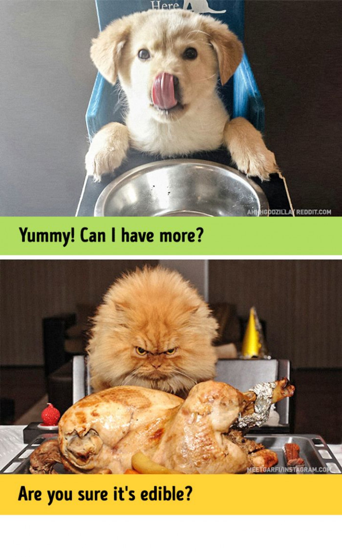 Cats Versus Dogs 12 Hilariously Accurate Photos That Reveal Their Similarities And Differences