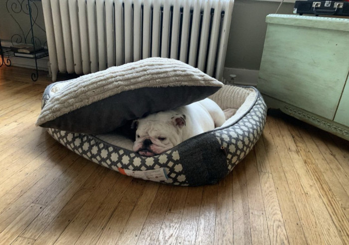 Despite all the love he got after the marathon, Ollie is convinced that more people should join him in his favorite sport — napping.