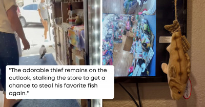 This Adorable Baby Seagull Thief Tried Stealing His Favorite Stuffed Fish From The Store Thinking It's A Real Fish