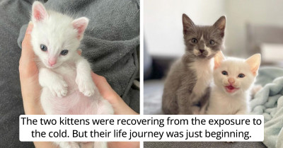 Two Kittens Found Shivering In The Cold Kept Each Other Warm After Their Rescue
