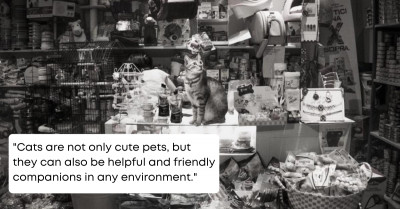 Meet The Maven Photographer Capturing Cats In Business Places