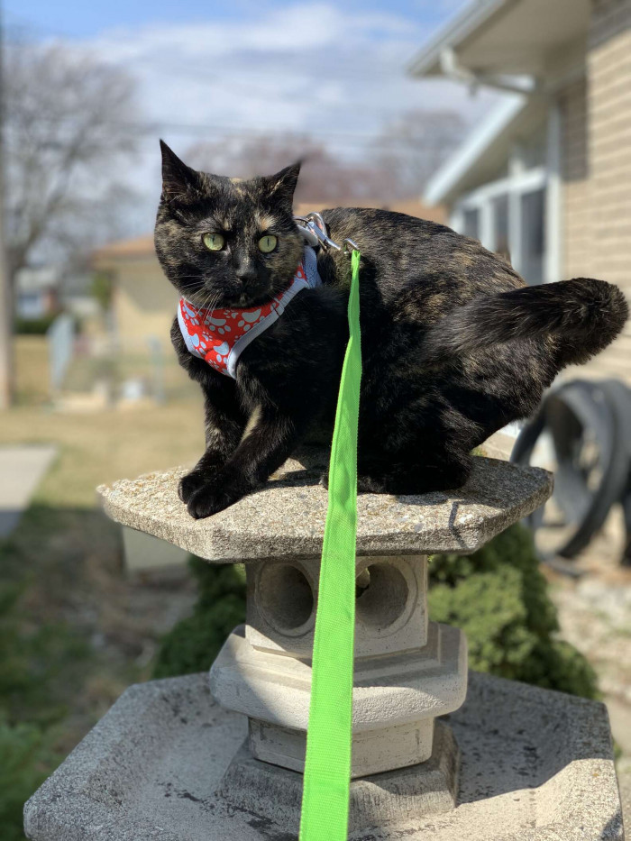 This is Wednesday, and like many cats, she has a mischievous side.