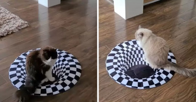 Two Cats Fight Over Who Gets To Play On The Sink Hole They Both Discovered