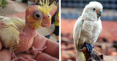 Photos of Ugly Baby Birds And Their Glow Up From Baby To Adulthood
