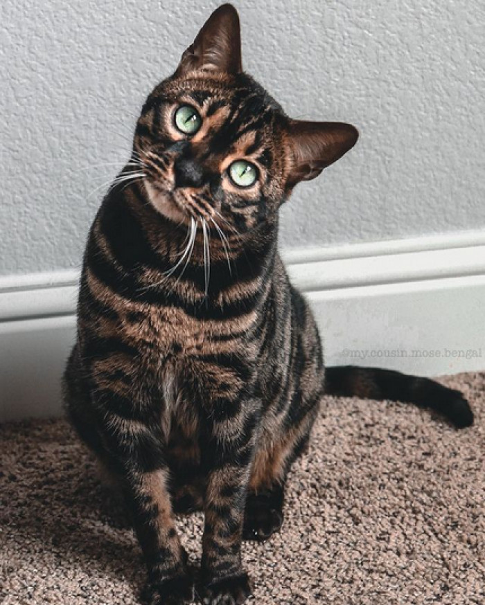 This is Mose. He's a four-year old Charcoal Bengal Cat living his best life. 