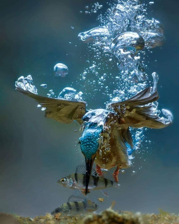 15. A picture of a kingfisher in action