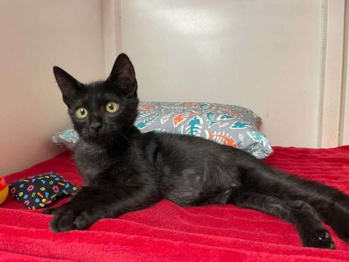 We have our fingers and toes crossed for Black Bean to find his perfect forever home.