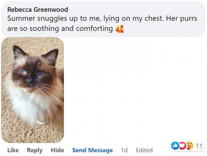 10. Cat purring is an adorable, soothing, and comforting thing