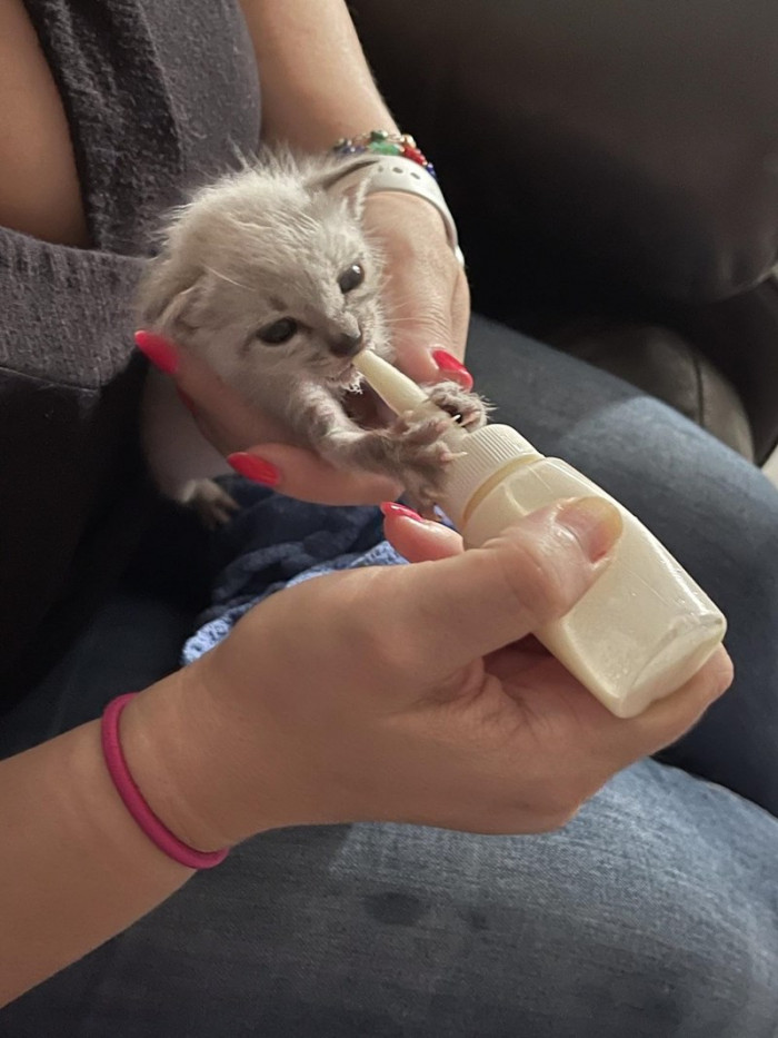 The tiny feline loved her food!