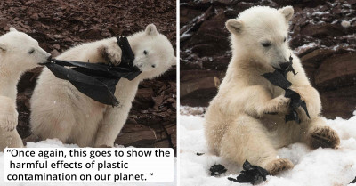 Devastating Photographs of Hungry Polar Bears Making a Meal Out of Plastic Bags Washed Ashore by the Ocean Shake Everyone Who Sees Them