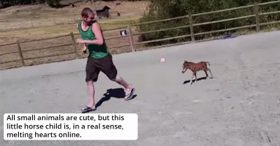 A Little Pony Is Melting Hearts Online In A Video Of Him Chasing His Owner Around The Farm And It’s Sure To Melt Yours Too