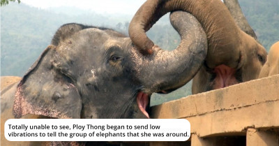 A Heartwarming Moment When A Rescued Blind Elephant Is Happily Welcomed By The Herd In A Sanctuary