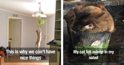 Photos of Cats That Are the Biggest Jerks, Yet We Love Them Anyway