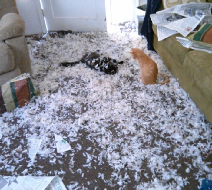 8. If you are wondering what your living room would look like with two pets, then this is probably one of the most accurate depictions.