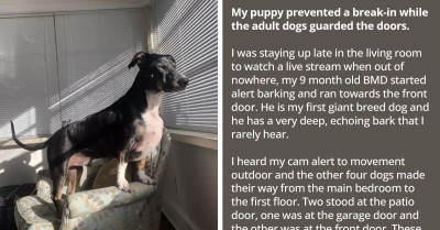 Puppy Prevents Break-In After Adult Dogs Failed To Guard The Doors
