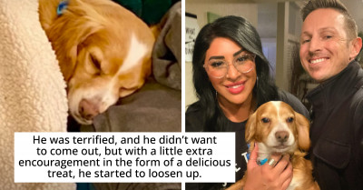 After Being Abandoned At A Schoolyard This Adorable Spaniel With A Heart-Shaped Mark On His Forehead Found His Forever Home