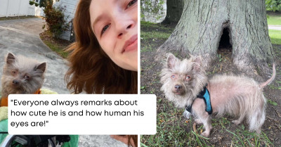 Thanks To His Unique Appearance, This Little Dog Regularly Gets Mistaken For A Piglet During His Walks Outside