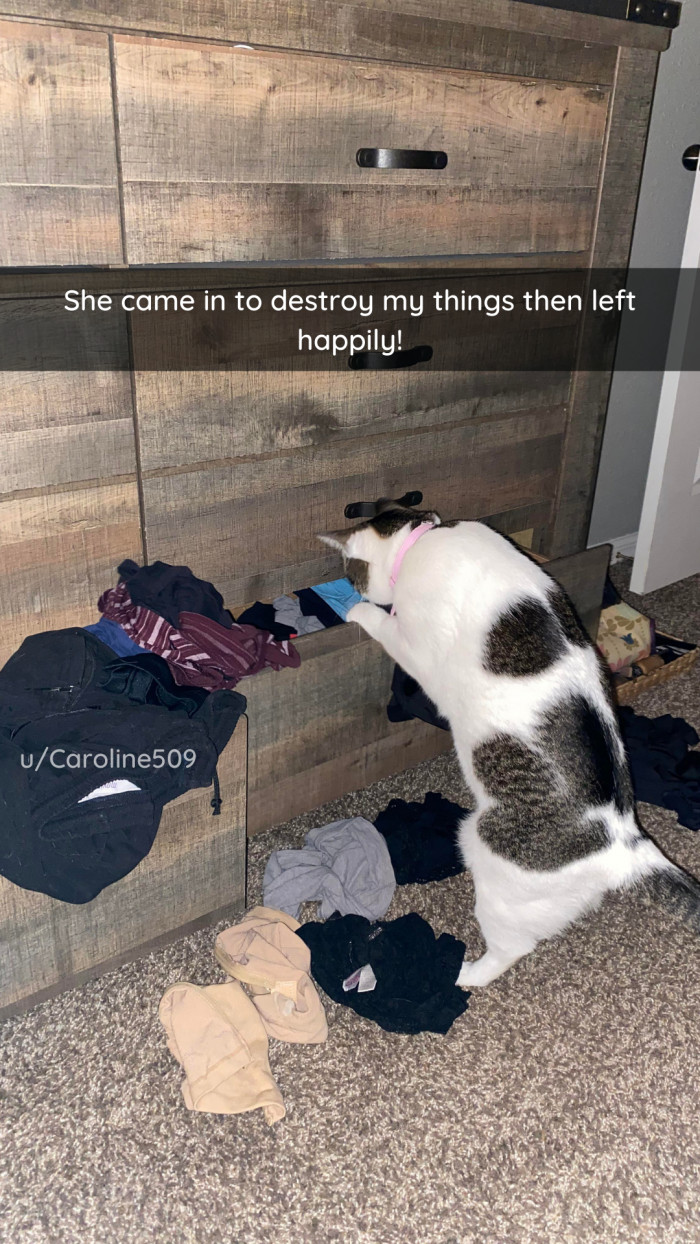 22. She came, she saw, she destroyed, she fled.