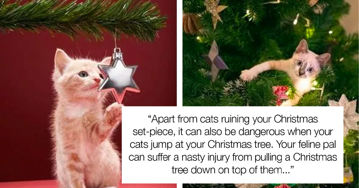 How To CatProof Your Christmas Tree