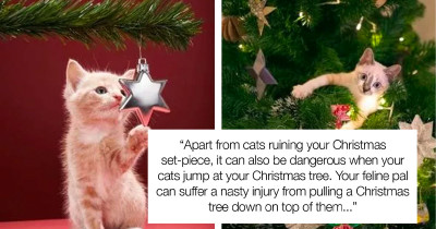 How To Cat-Proof Your Christmas Tree